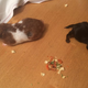 Image for article titled This Miracle 6-Week-Old Puppy Is Literally the Size Of a Hamster